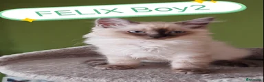 Felix