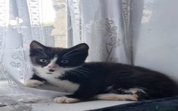 British Longhair cats for sale: Black and white kitten - Image 4