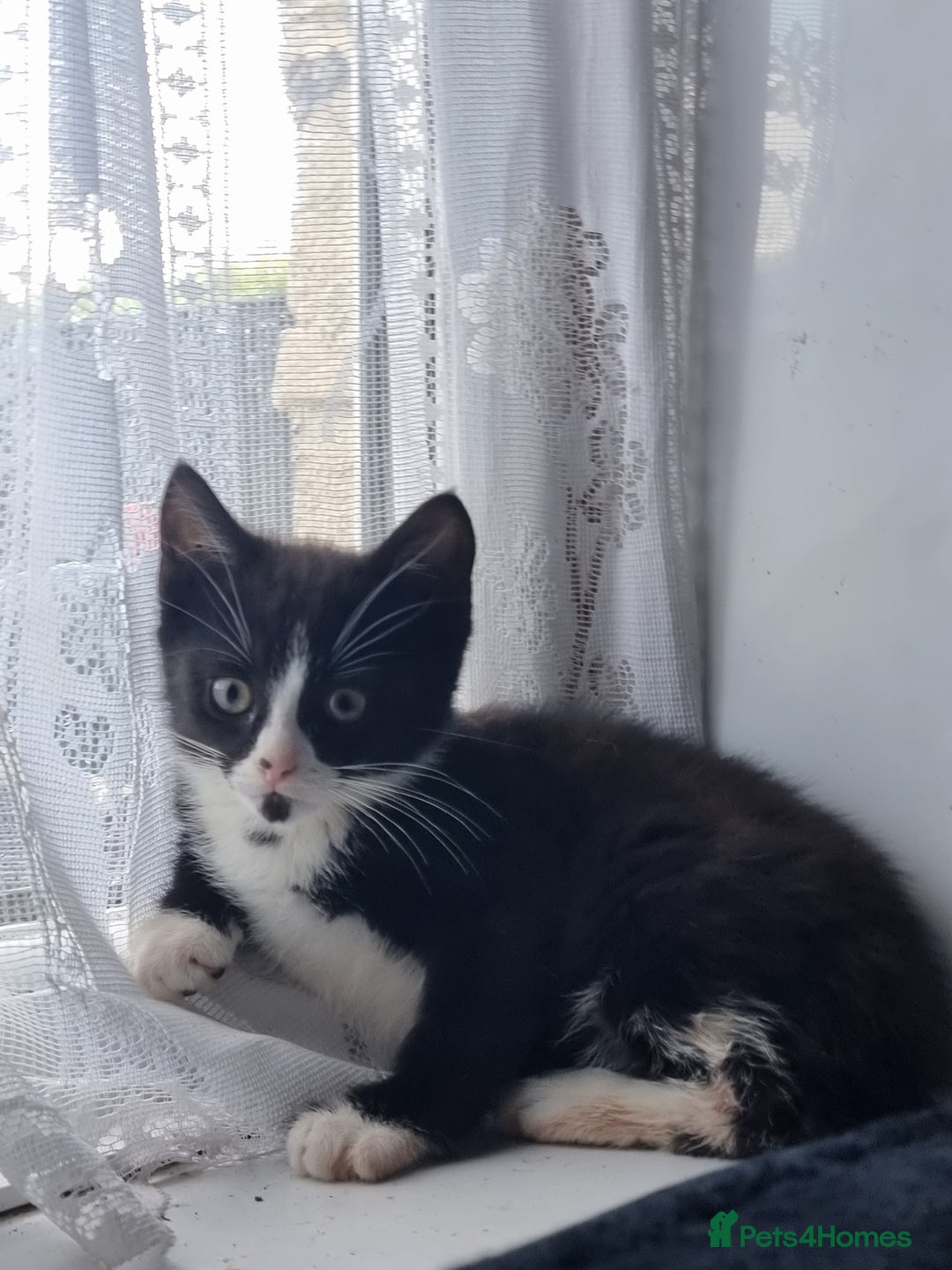British Longhair cats for sale: Black and white kitten - Image 4