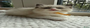 Fudge - Yellow collar