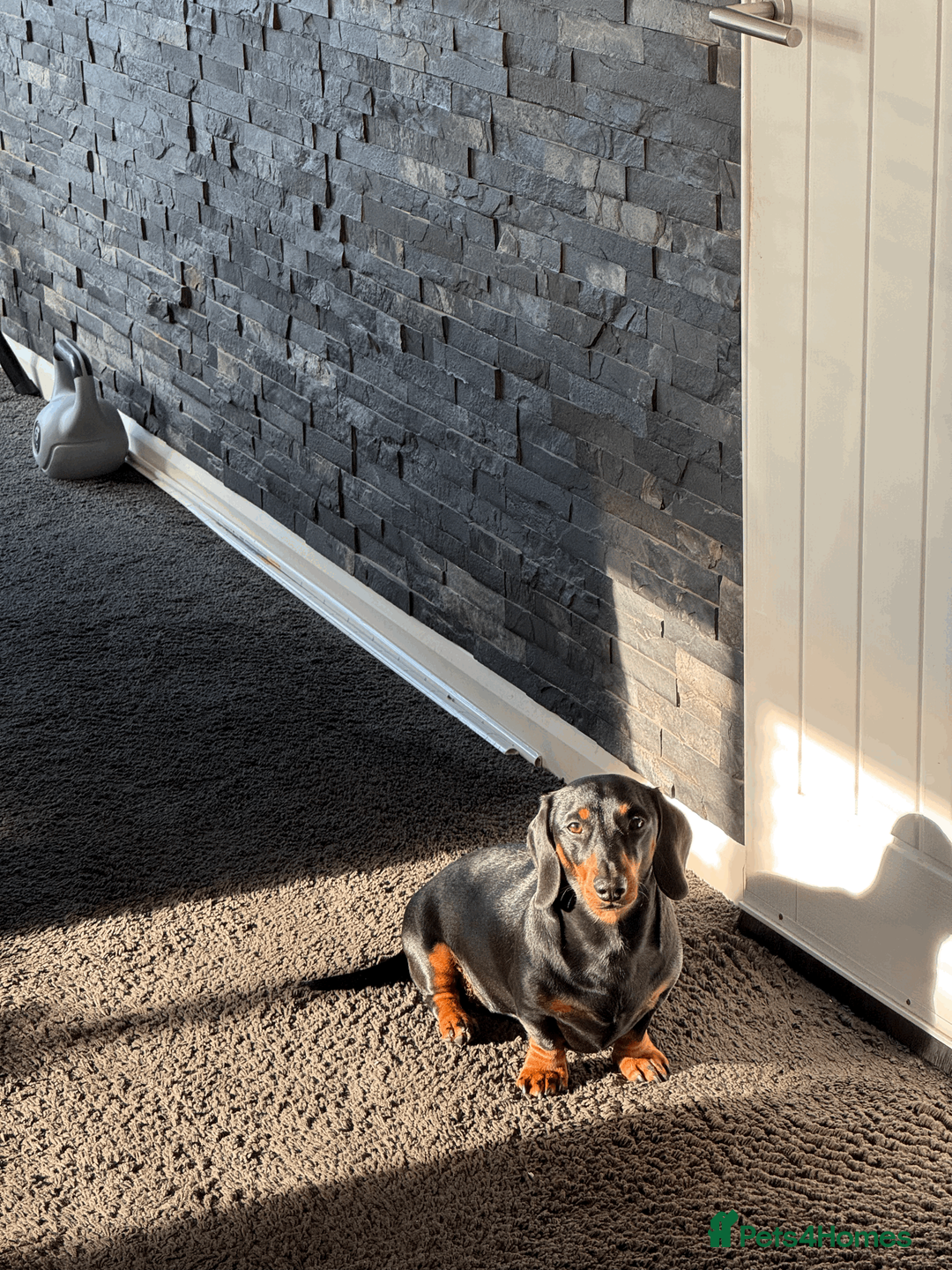 Miniature Dachshund dogs for stud: KC Reg Black and Tan Miniature Dachshund Stud - Advert 2
