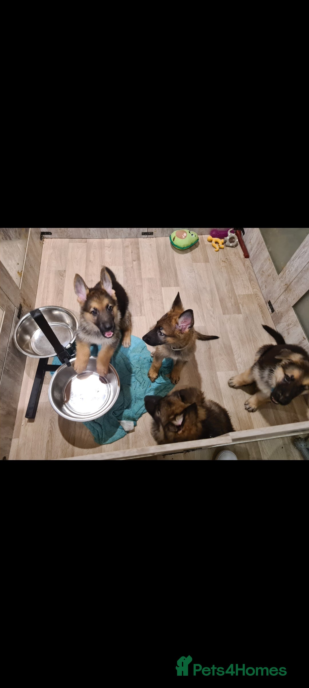 German Shepherd dogs for sale: 🐾Adorable 8-Week-Old German shepherd puppies🐾 - Image 4