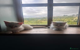 Mixed Breed cats for sale: Male Kitten for sale!  - Image 4