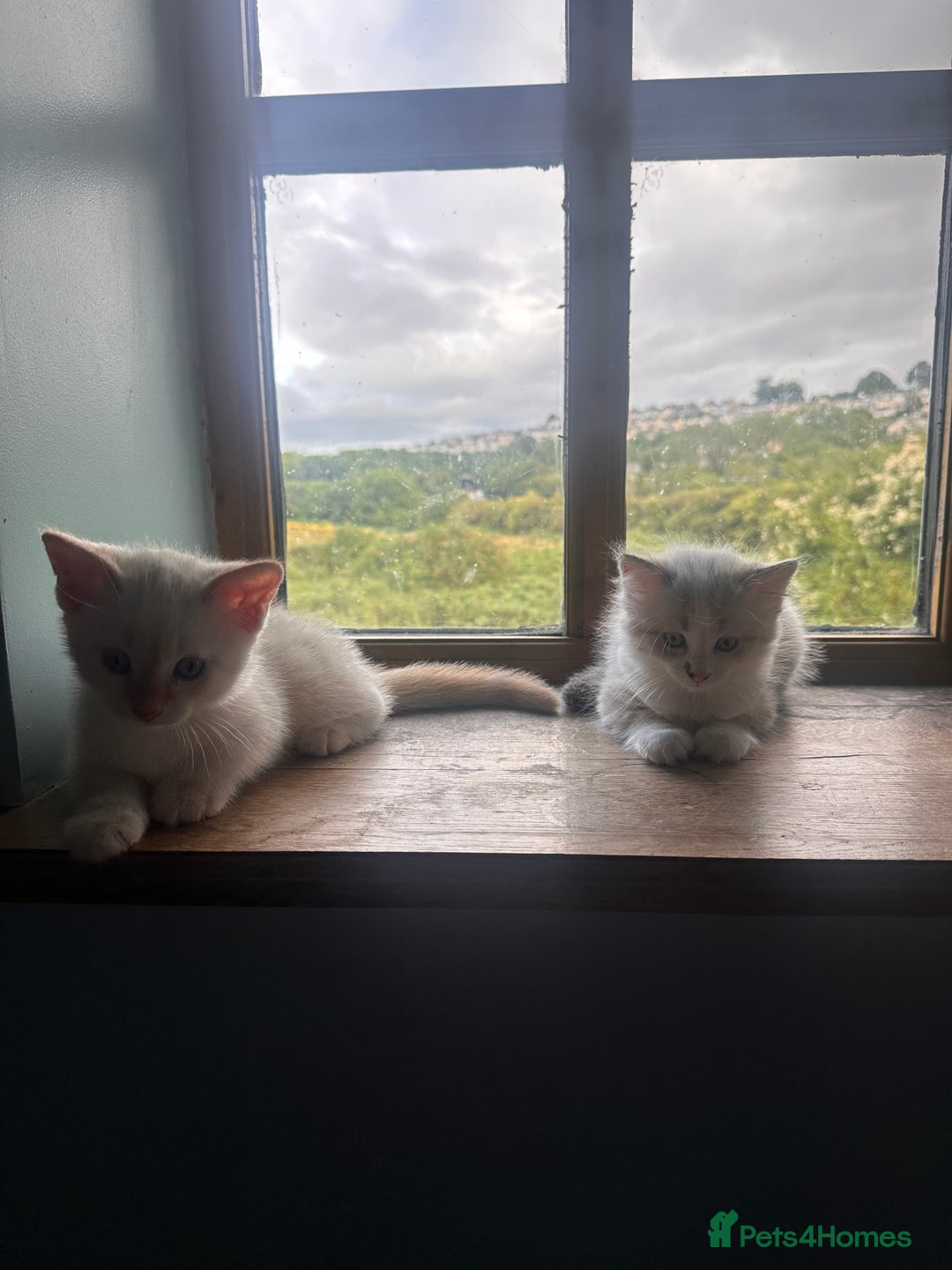 Mixed Breed cats for sale: Male Kitten for sale!  - Image 4