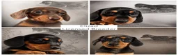 Miniature Dachshund dogs for sale: Licensed. Min smooth, kc/pra clear ready 25/5  - Advert 4