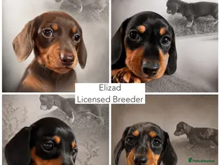 Miniature Dachshund dogs Licensed. Min smooth, kc/pra clear ready 25/5 - Advert 3