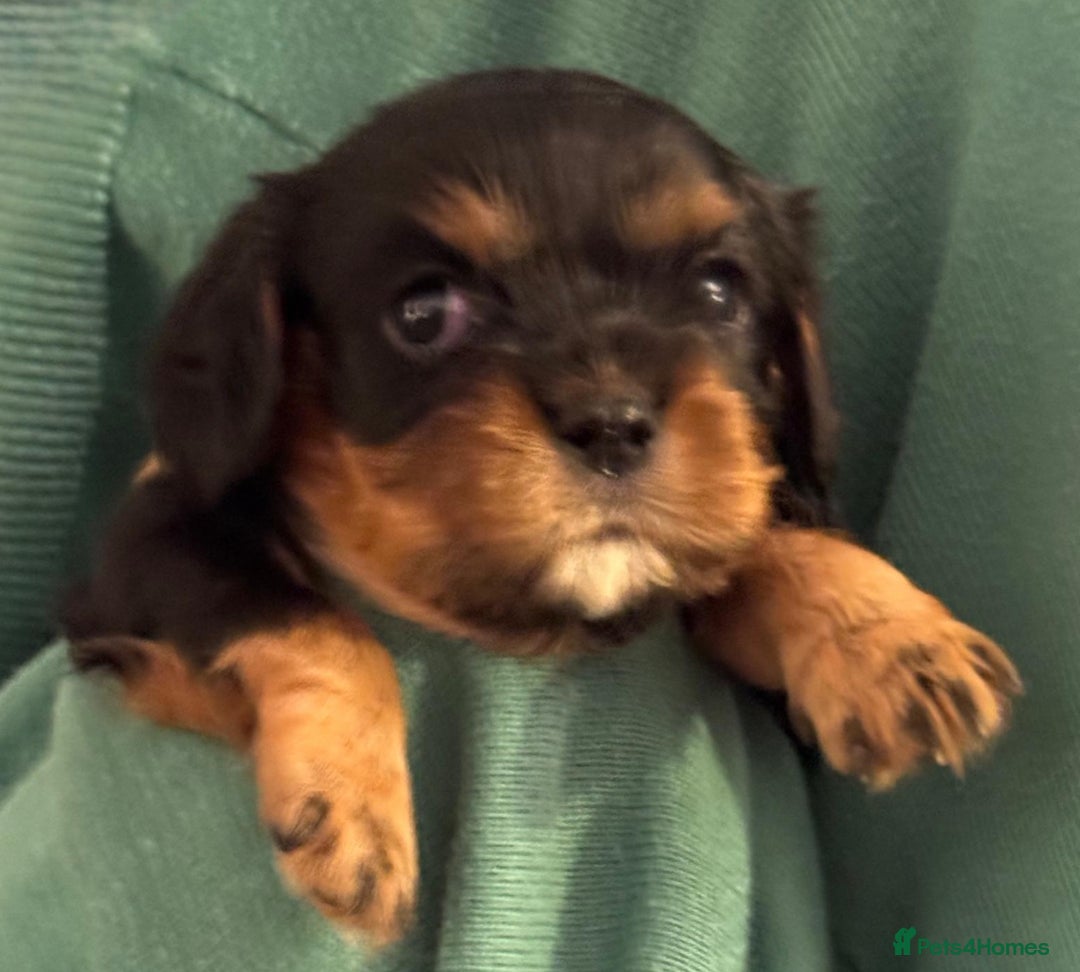 Cavalier King Charles Spaniel dogs for sale: Beautiful Cavalier Puppies - Fully health tested  - Image 20