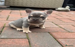 French Bulldog dogs for sale: Homie lines meet temple felson line  - Image 4