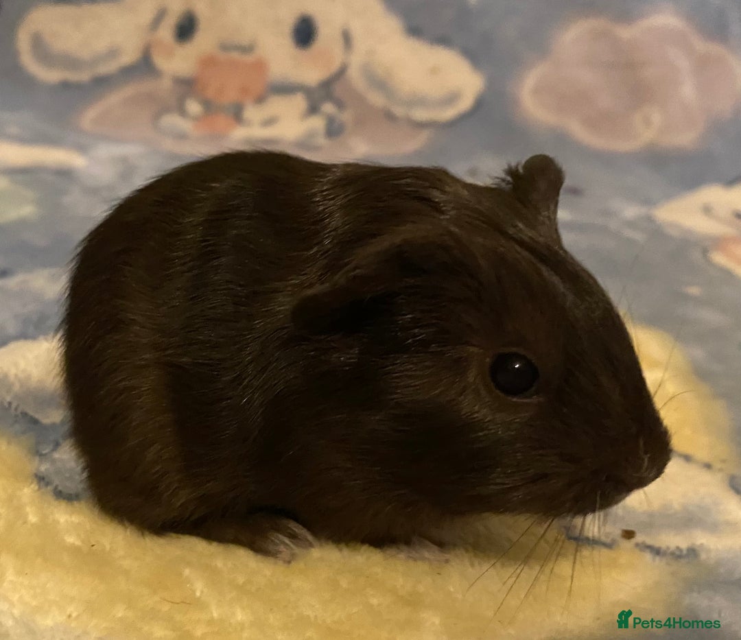 Guinea Pig rodents for sale: Gorgeous baby Guinea pigs in Saint Helens - Image 4