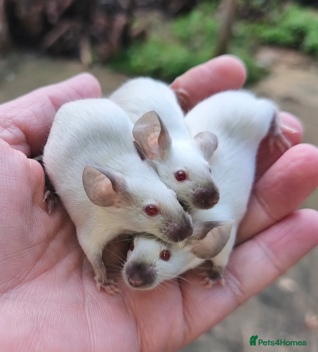 Mouse rodents for sale: Female mice in various colours - Advert 7