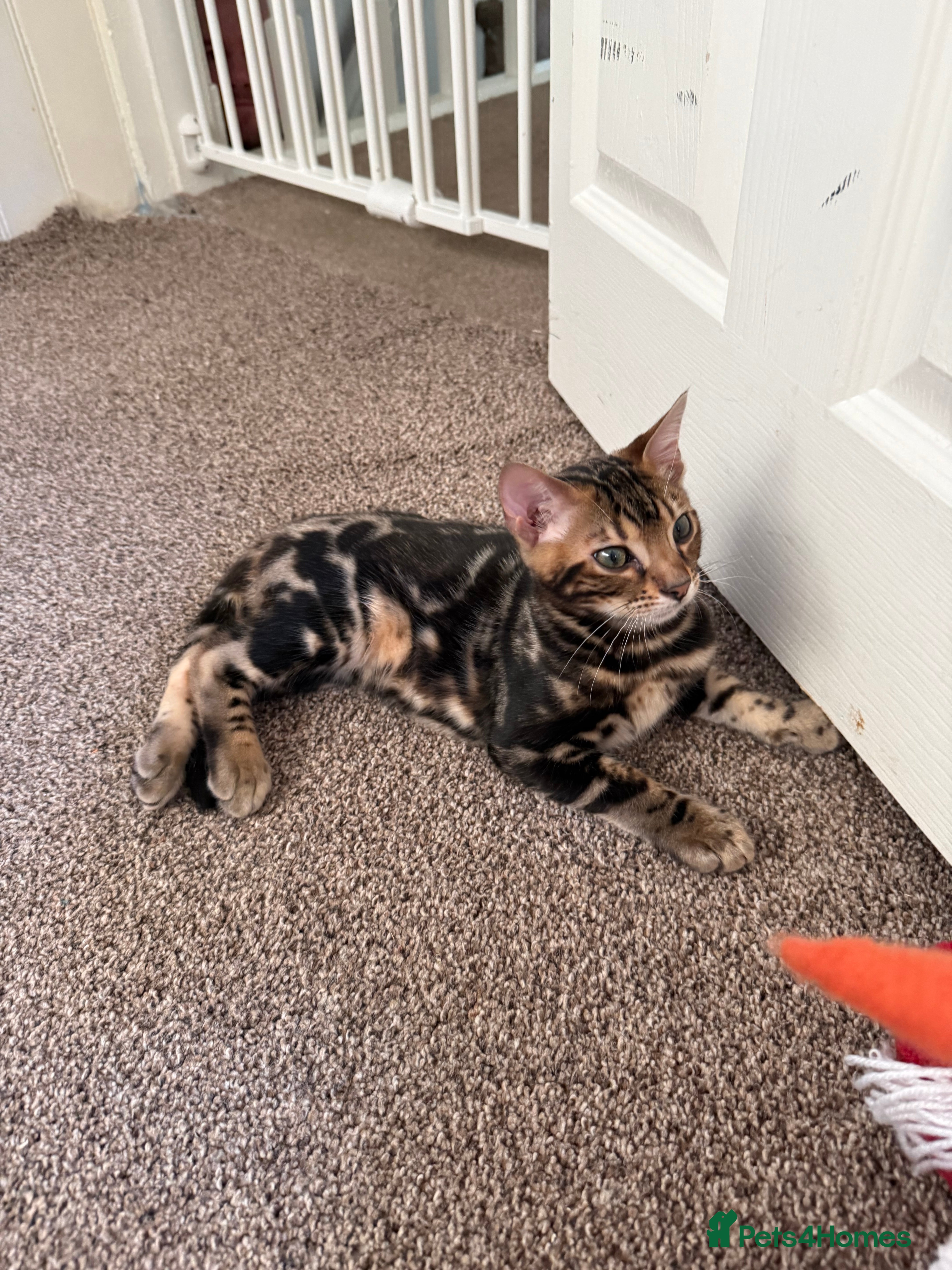 Bengal cats LAST ONE! Stunning Bengal kittens - Advert 11