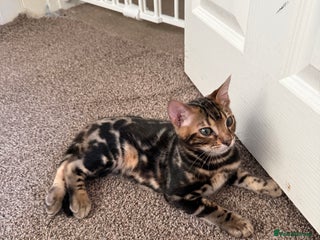 Bengal cats LAST ONE! Stunning Bengal kittens - Advert 11