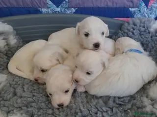 Coton De Tulear dogs K.C. Reg. Coton de Tulear, health tested parents - Advert 4