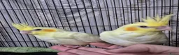 Cockatiels birds for sale: Hand tame baby cockatiel  in Abertillery - Advert 3