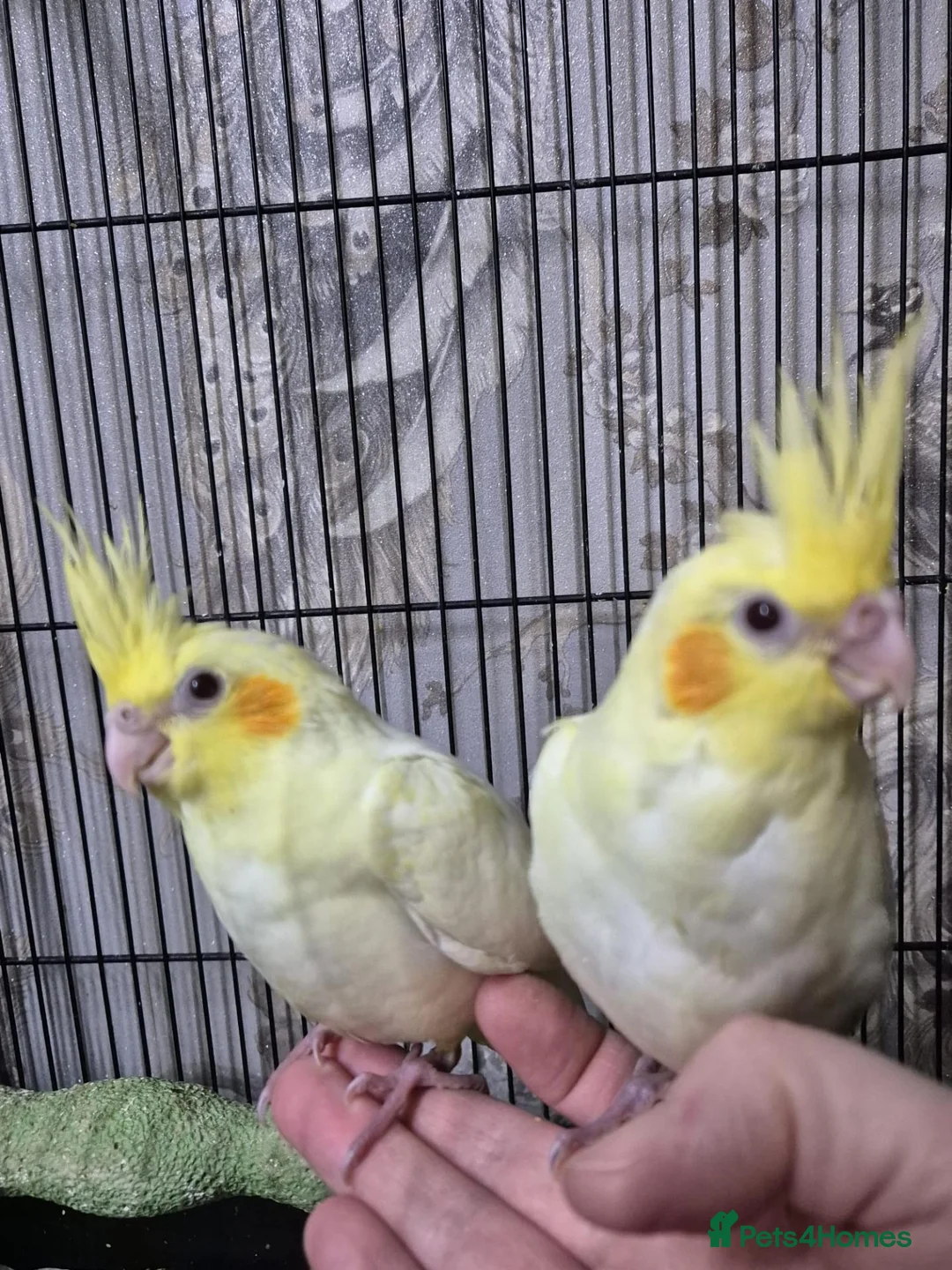 Cockatiels birds for sale: Hand tame baby cockatiel  in Abertillery - Advert 3