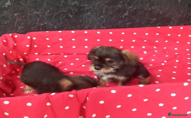 Mixed Breed dogs - Advert 4