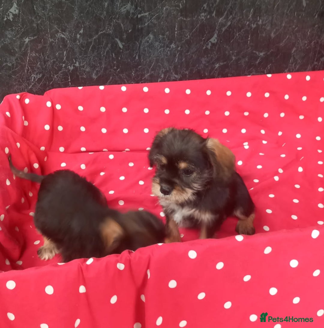 Mixed Breed dogs for sale: Beautiful Shcnauzer cross Cavaliers for sale - Image 1