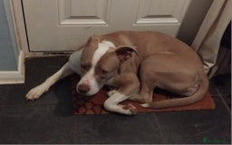 Mixed Breed dogs for sale: Siberian husky cross bull dog - Image 2
