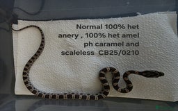 Corn Snake reptiles for sale: Cornsnake Hatchlings - Image 17