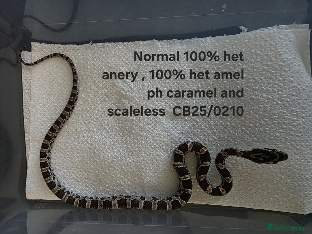Corn Snake reptiles for sale: Cornsnake Hatchlings - Image 17