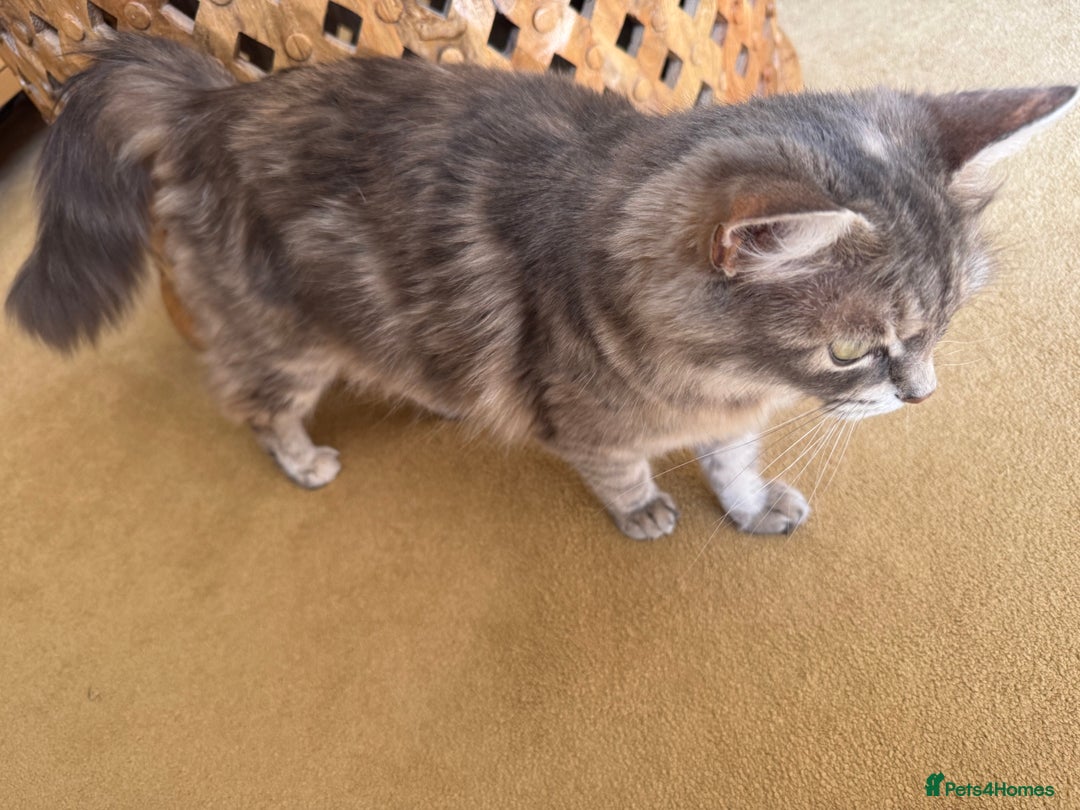 Mixed Breed cats for sale: Kittens ready 15th August  - Image 7