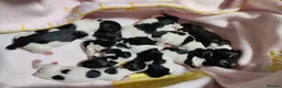Havanese dogs for sale: Beautiful Havanese Puppies Ready Now - Advert 24