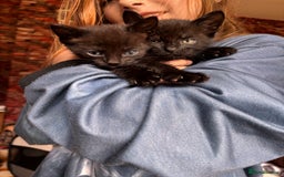 Bengal cats for sale: Bengal mix kittens for sale  - Image 2