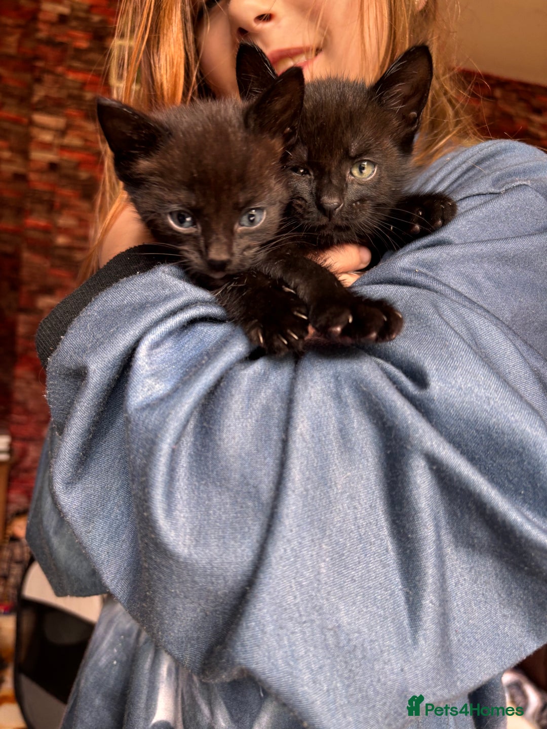 Bengal cats for sale: Bengal mix kittens for sale  - Image 2