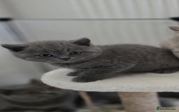 British Shorthair cats for sale: READY Pedigree British shorthair  - Image 13