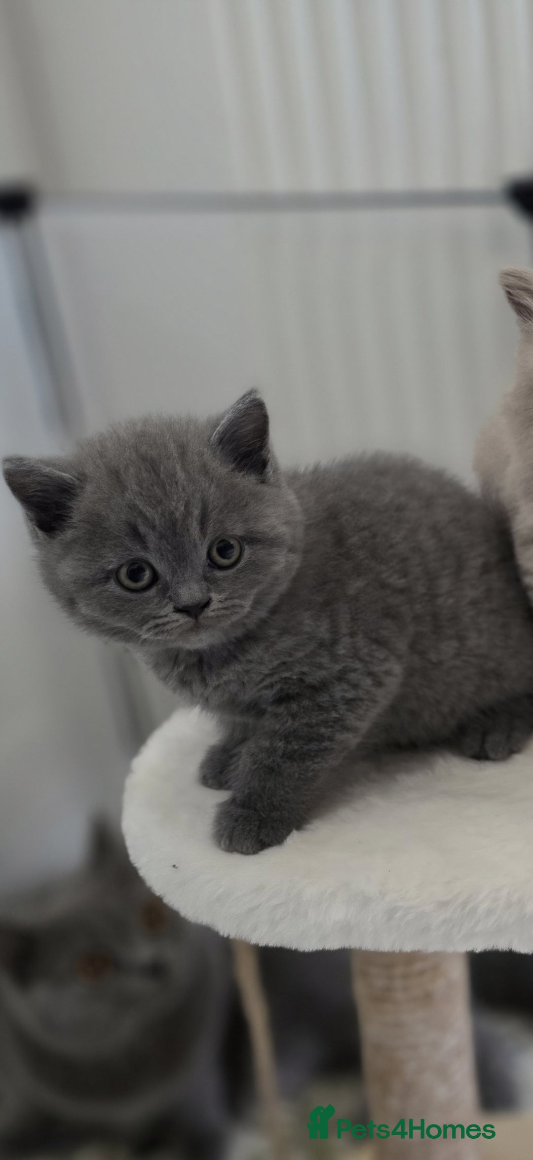 British Shorthair cats for sale: READY Pedigree British shorthair  - Image 13