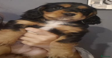 Cocker Spaniel dogs - Advert 4