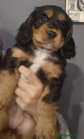 Cocker Spaniel dogs - Advert 5