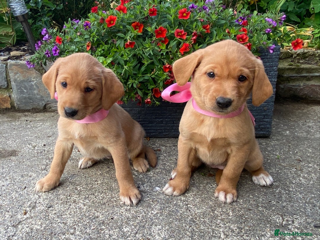 Labrador Retriever dogs for sale: Beautiful KC registered Red Fox Labrador puppies - Image 4
