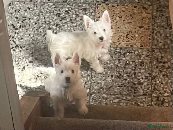 West Highland Terrier dogs Beautiful Westie puppies for sale  - Advert 1