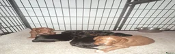 Cockapoo dogs for sale: Stunning cockapoos looking for forever homes - Advert 5