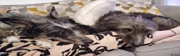 Lurcher dogs for sale: Handsome Lurcher x deerhound - Advert 4