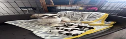 Shih Tzu dogs for sale: Shih Tzu Puppies - Advert 5