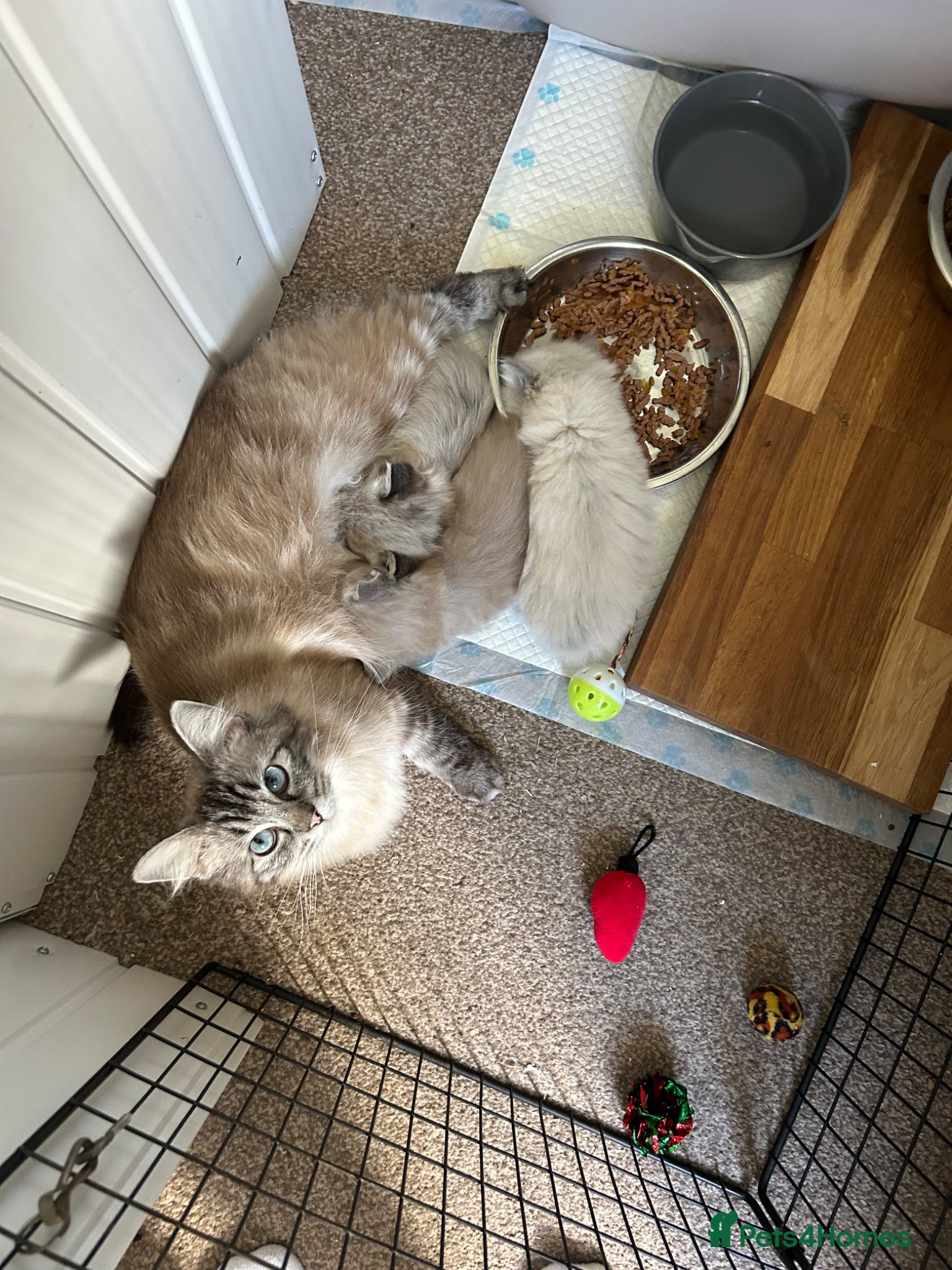 Ragdoll cats 💙Playful Ragdolls🤎 - Advert 1