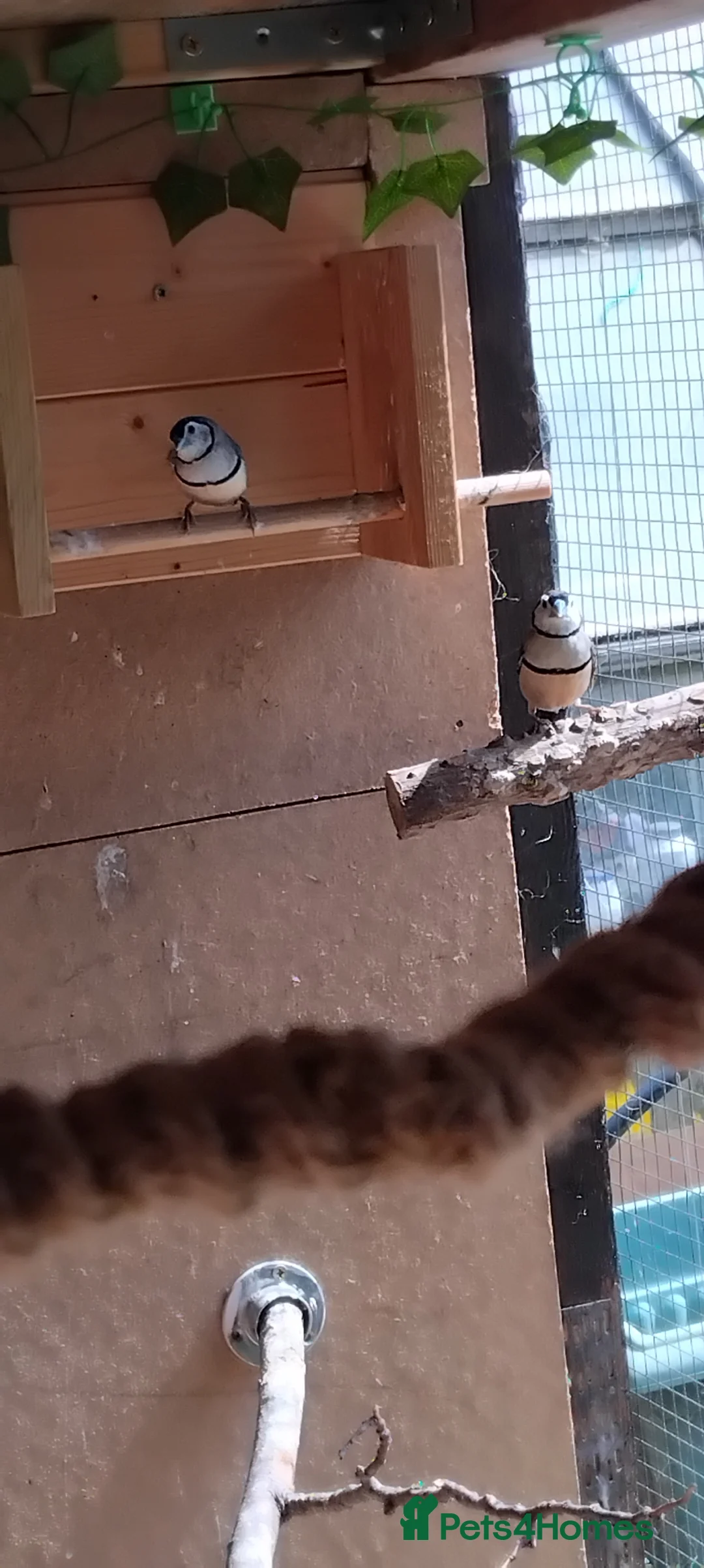 Finches birds for sale: Owl finch pair for sale - Advert 5