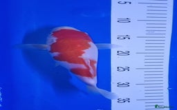 Koi Carp fish for sale: Koi forsale  - Image 1