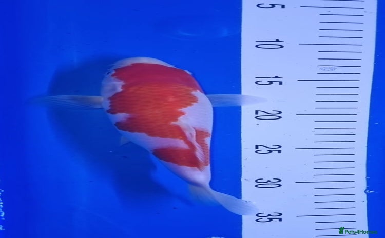 Koi Carp fish - Advert 1