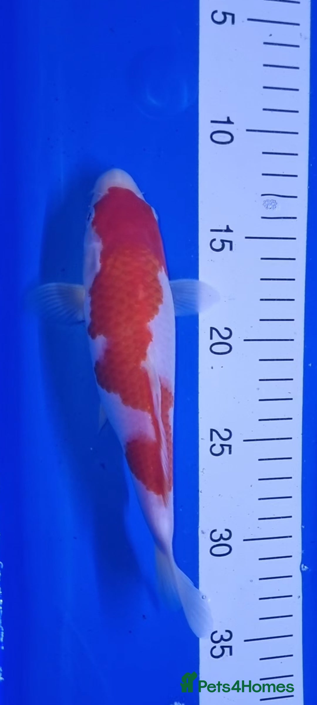 Koi Carp fish for sale: Koi forsale  - Image 1