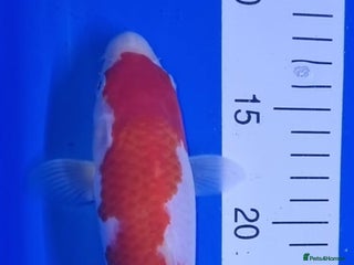 Koi Carp fish - Advert 1