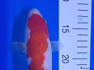 Koi Carp fish Koi forsale - Advert 1