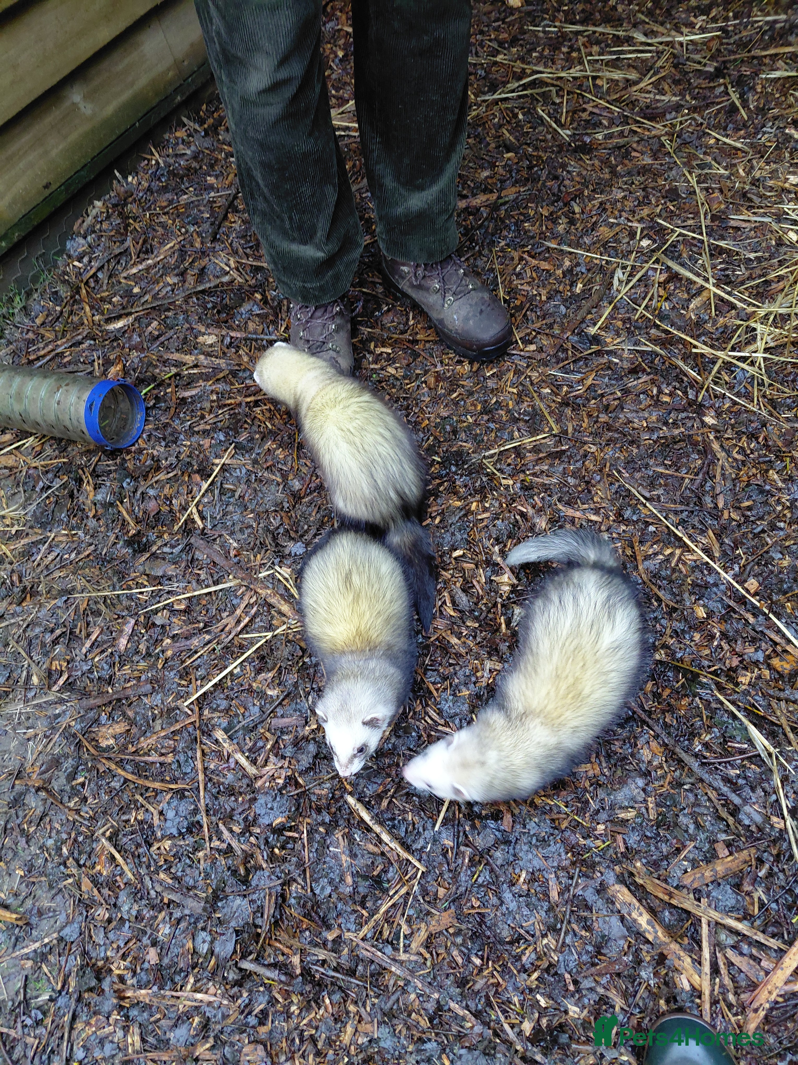 Ferret rodents Ferrets for sale - Advert 1