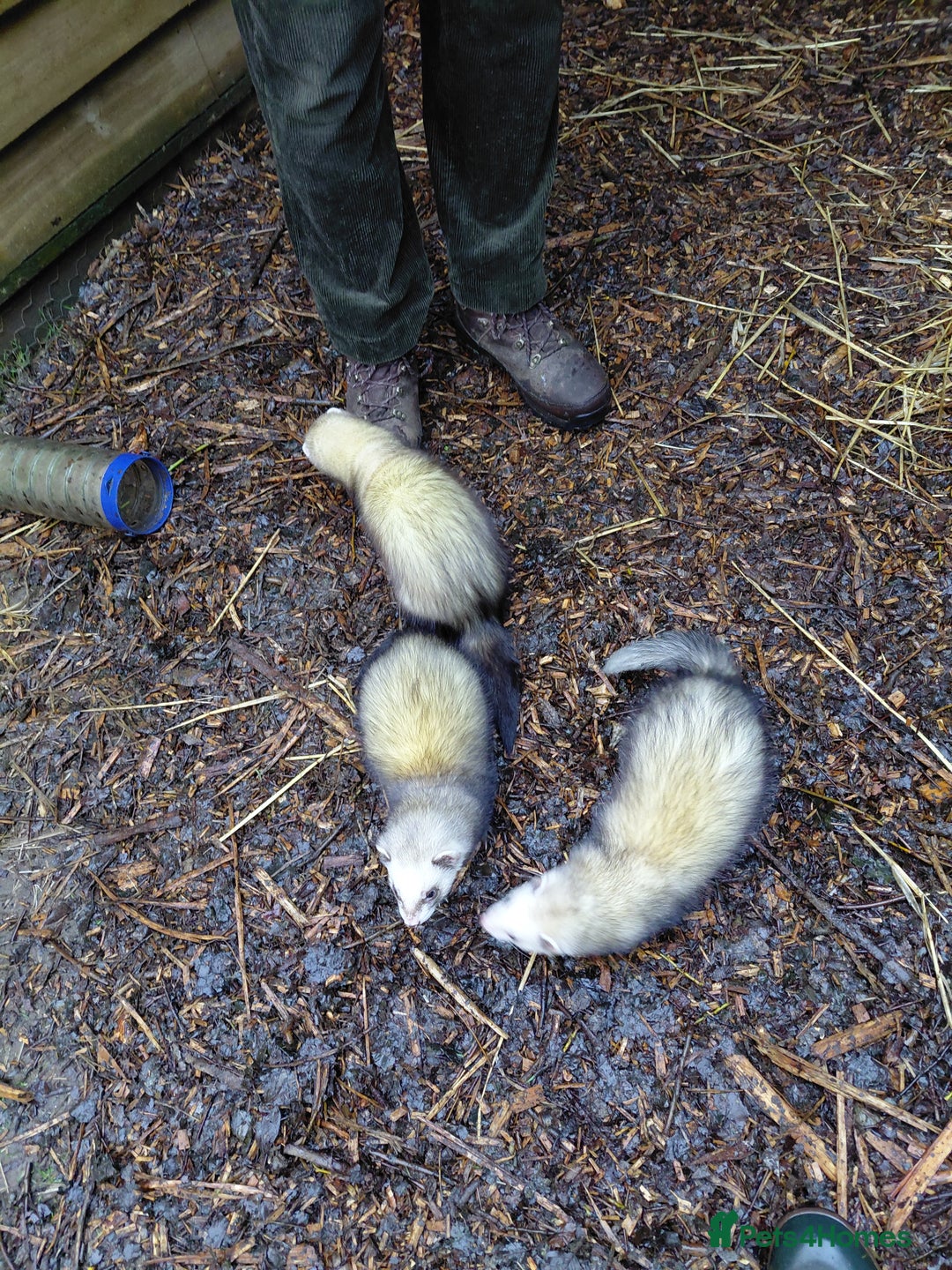 Ferret rodents for sale: Ferrets for sale - Advert 1