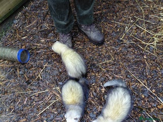 Ferret rodents Ferrets for sale - Advert 1