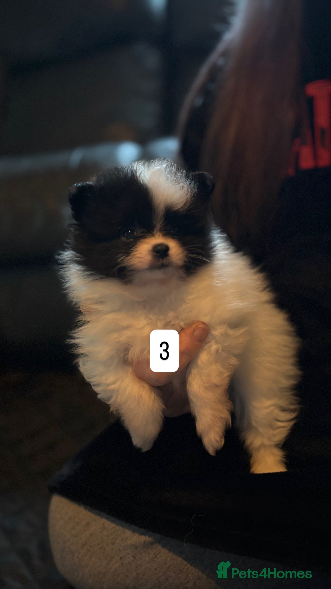 Pomeranian dogs for sale: Pomeranian puppies for sale - Advert 8