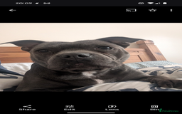 Staffordshire Bull Terrier dogs for sale: Beautiful Kennel registered blue staffie for sale  - Image 27