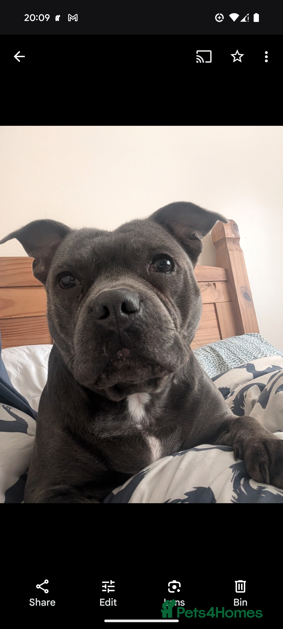 Staffordshire Bull Terrier dogs for sale: Beautiful Kennel registered blue staffie for sale  - Image 27